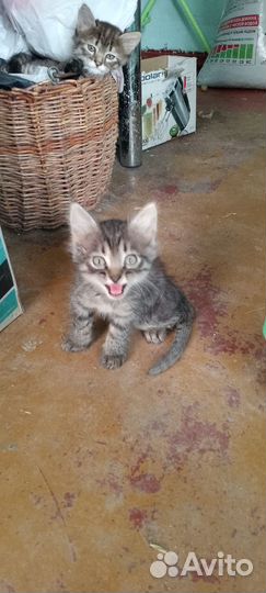 Отдам котят в хорошие руки