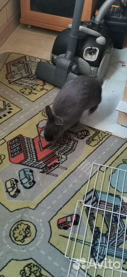 Отдам кролика