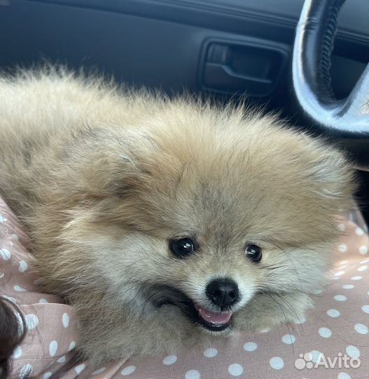 Померанский шпиц