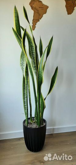 Сансевиерия лауренти