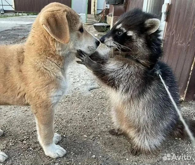 Ручные щенки енотов из питомника 