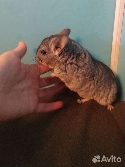 Шиншиллы из мини-питомника