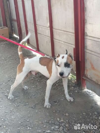 Вязка стаффордширский терьер