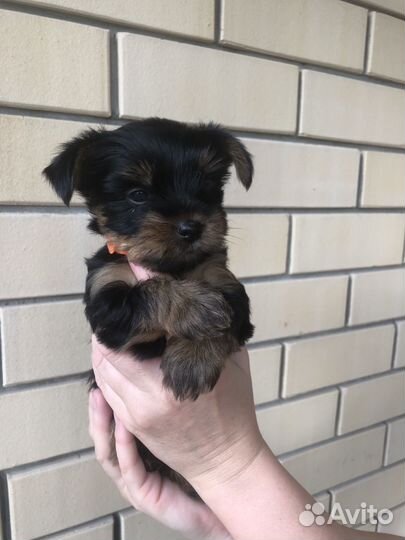 Йоркширский терьер мини щенки