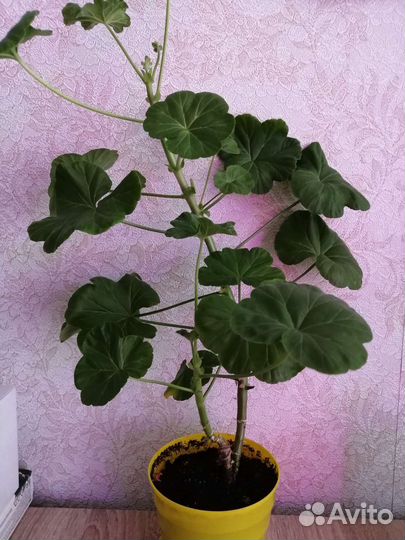 Пеларгония герань