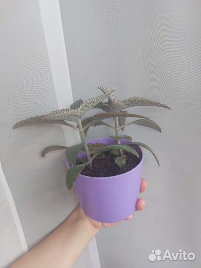 Каланхоэ лечебное