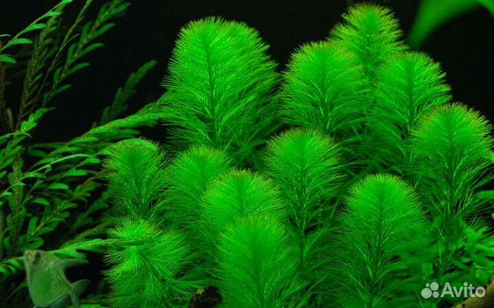 Роголистник