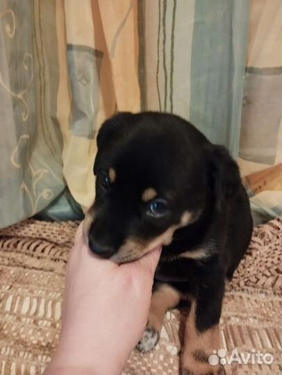 Собака в добрые руки щенок. Метис левретки
