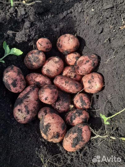 Картофель на хранение