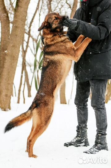 Дружок ищет любящего хозяина