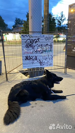 Дрессировка собак кинолог