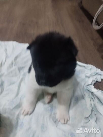 Щенки американской акиты