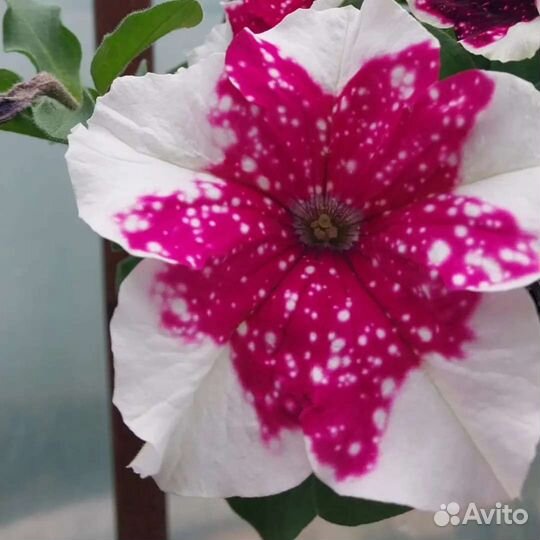 Петуния ампельная