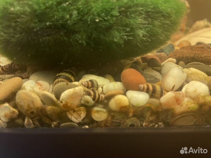 Улитка хелена