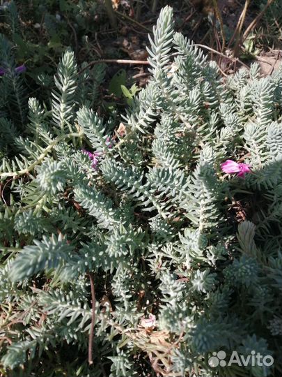 Голубой почвопокровник