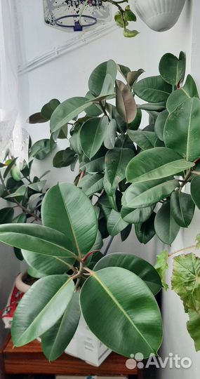 Продается фикус (огромный)