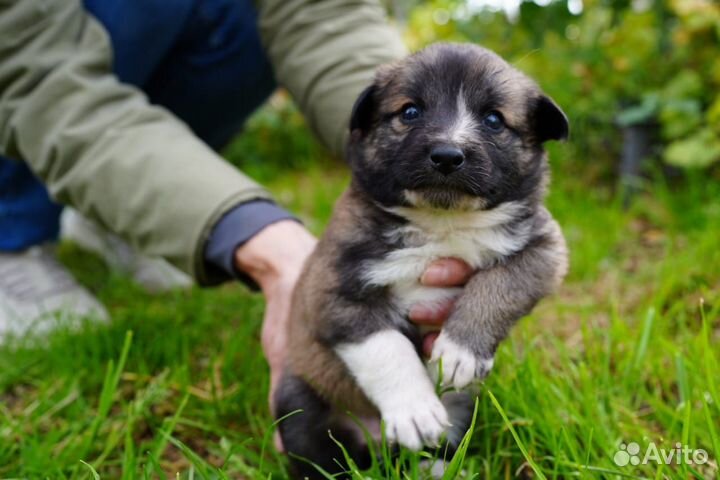 Собаки щенки бесплатно