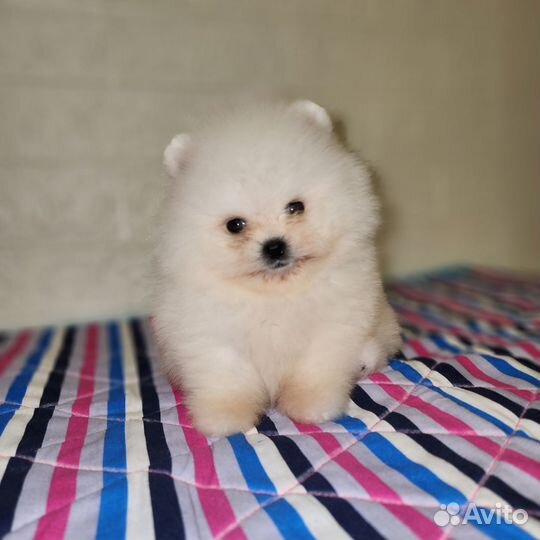 Померанский шпиц мини
