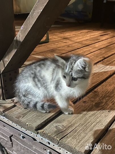 Котята в добрые руки бесплатно