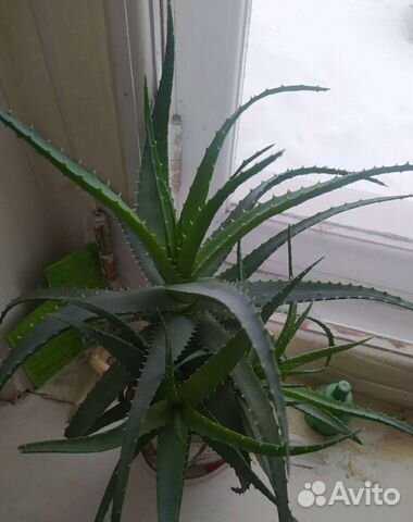 Алоэ, каланхоэ, денежное дерево