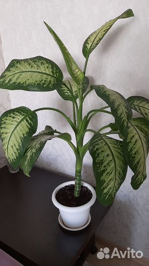 Диффенбахия