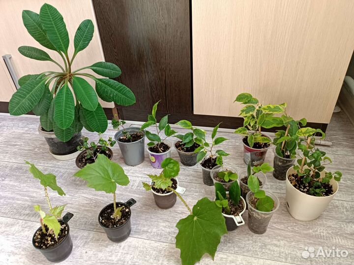 Фикусы Бенджамина замиокуликас бегония молочай