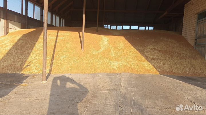 Яровая пшеница