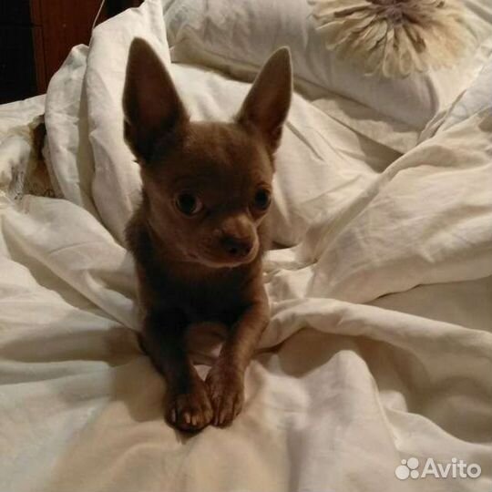 Вязка кобель чихуахуа