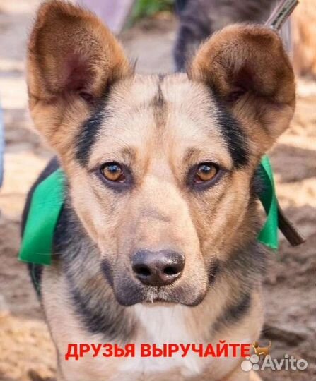 Собака в добрые руки