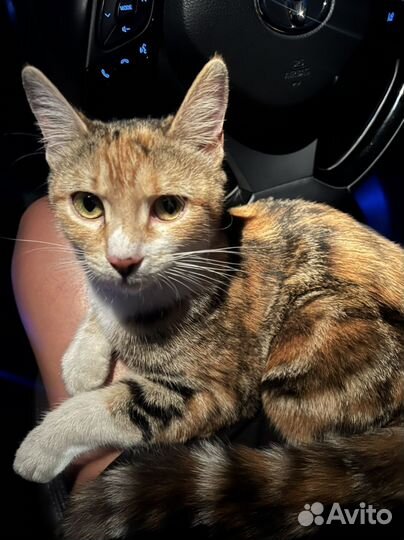 Отдам кошку бесплатно