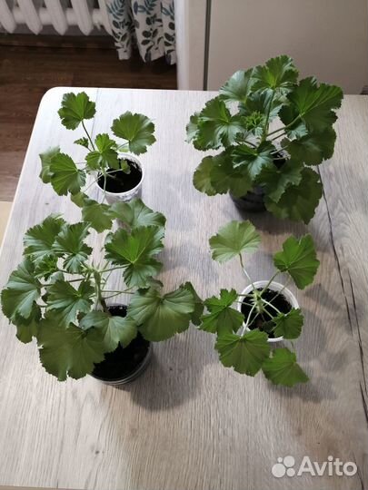 Королевская пеларгония