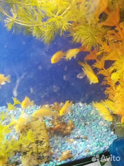 Лабидохромис еллоу