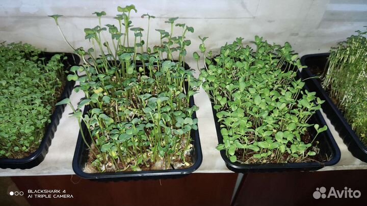 Микрозелень