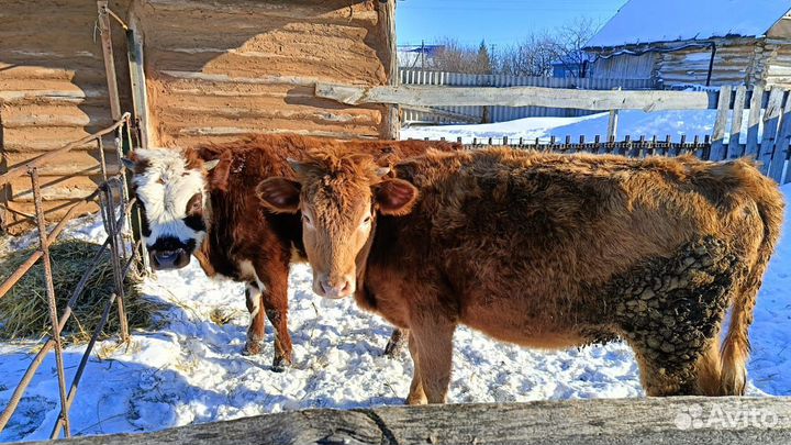 Бычок и телка