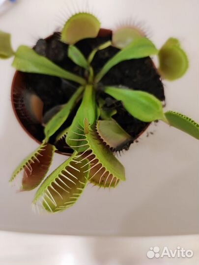 Дионея/Венерина мухоловка/хищное растение