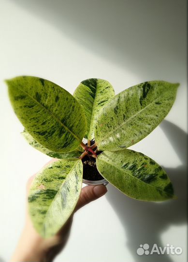 Комнатные растения сортовые