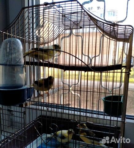 Кенара и канарейки