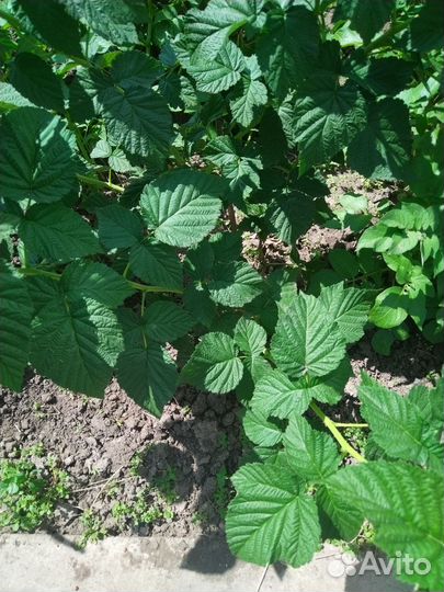 Малина Желтый гигант