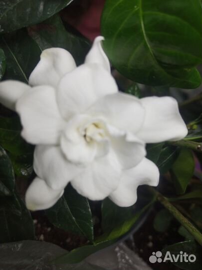 Комнатные цветы