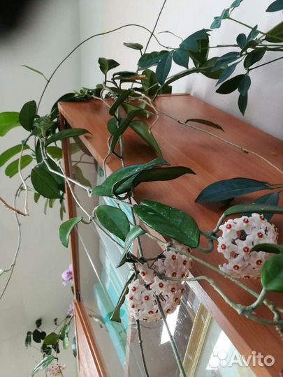 Филодендрон Brazil, Расписная Леди, хойя карноза