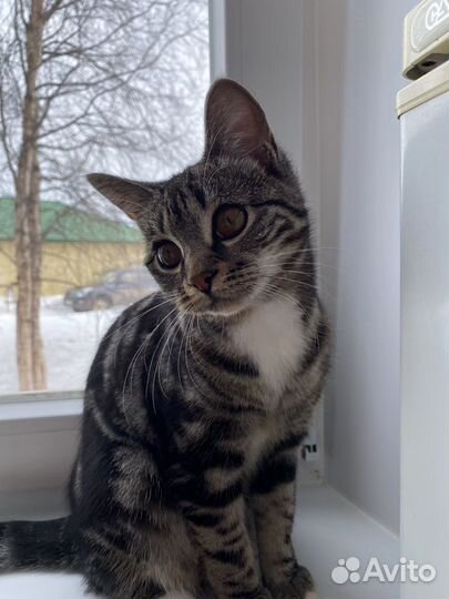 Кошечка на вязку