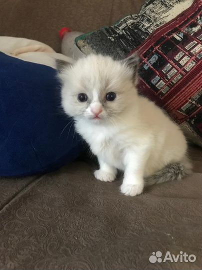 Котята Регдолл (тряпичная кукла) мальчики