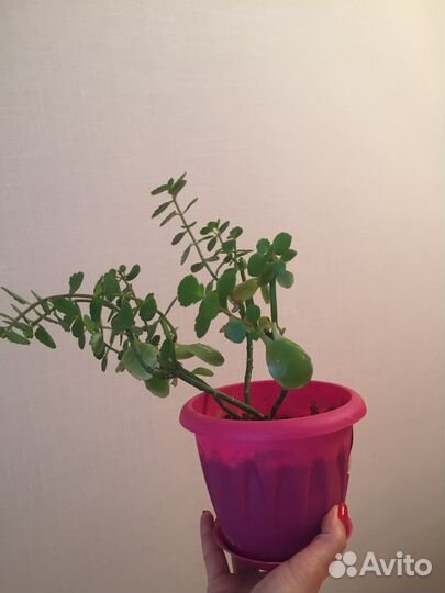 Каланхоэ с горшком в комплекте