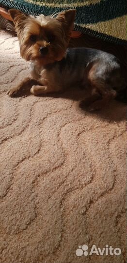 Случка собак