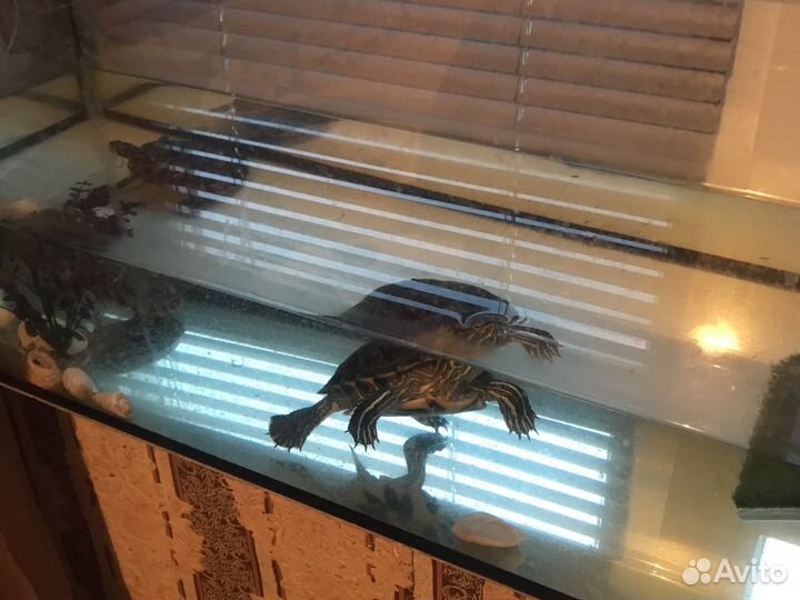 Террариум для красноухой черепахи