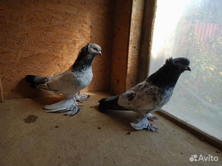 Голуби узбеки