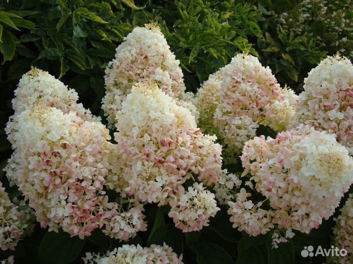 Гортензия метельчатая 'Сильвер Доллар'