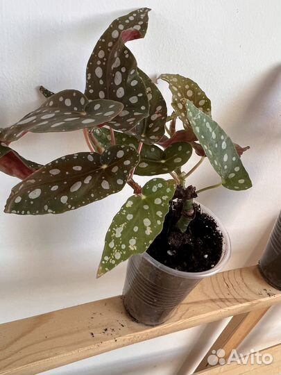 Бегония макулата