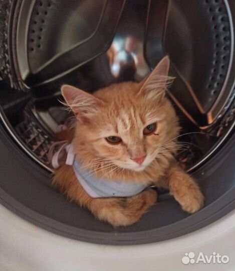 Шанс для рыжей кошки