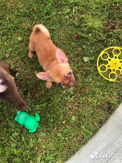 Чихуахуа мини кукольный Пупсик